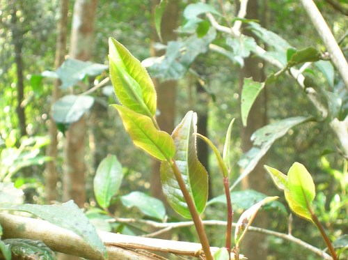 陈年普洱茶-攸乐山古树茶-基诺山古树茶