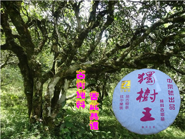 中乐号普洱茶-独树王