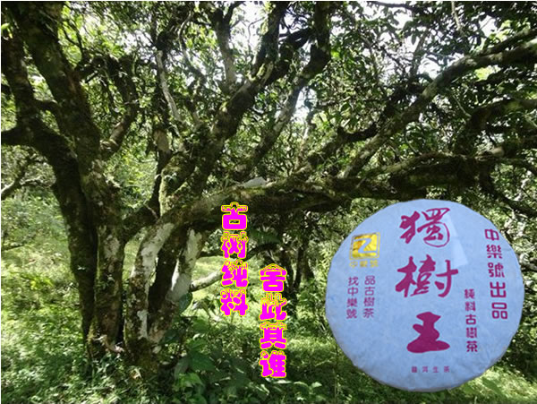 古樹普洱茶 2011獨樹王純料古樹茶 200克